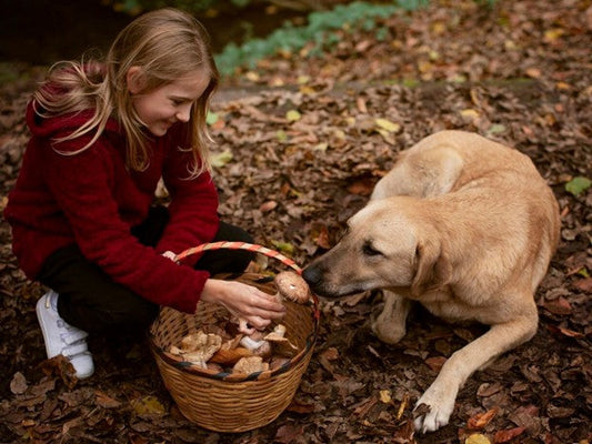 Safe European Quality Dog Treats: The Best Choice for Your Pet